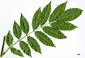 SpeciesSub: var. macrostachya